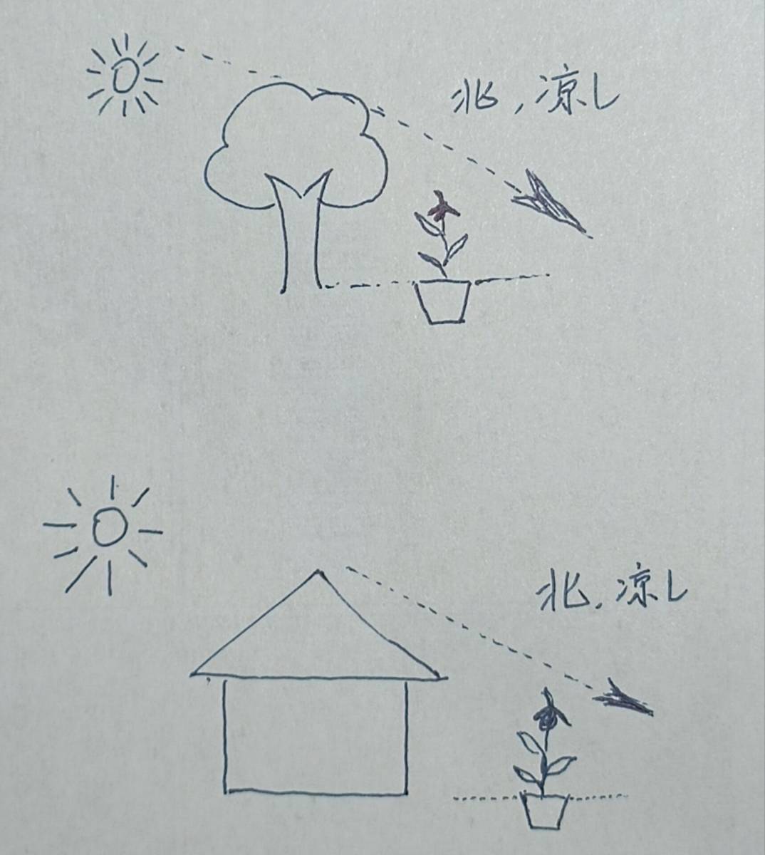 PLKE山野草交雑種“Cypri.planipetalum x ケンタッキーエンセ”大輪花 花芽1 - | 四季の山野草（フサカザリ） ミニ山野草図鑑\u2015離弁花編\u2015 山野草苗一覧｜イカリ草・マツムシ草・オキナ草などの山野草苗 ふじや