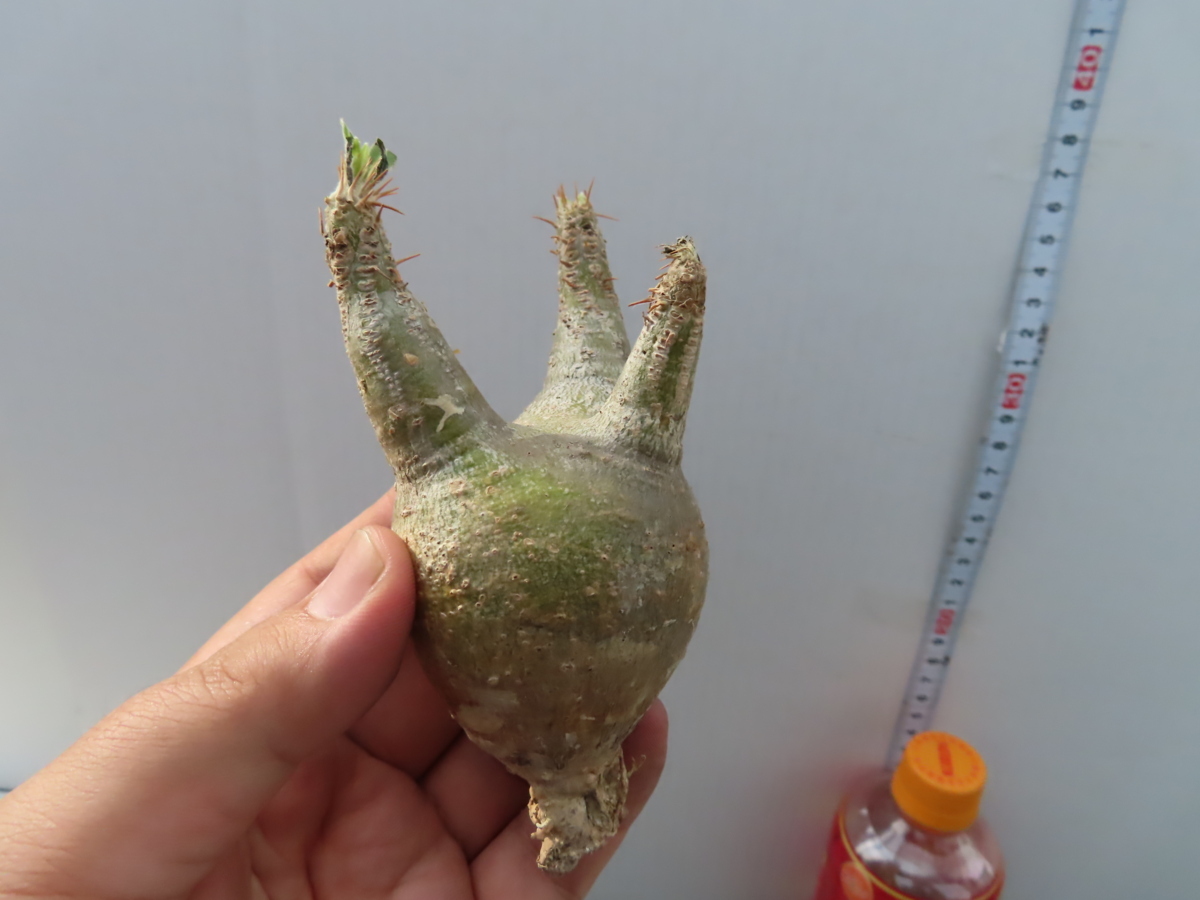 グラキリス パキポディウム 塊根植物 現地球 XL ユ313 抜き苗11⁄14
