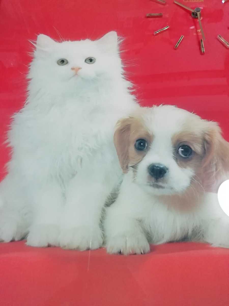 シチズン　電子時計　壁掛け時計　犬　昭和レトロ CITIZEN シチズン 壁掛け時計 犬 猫 アンティーク コレクション レトロ