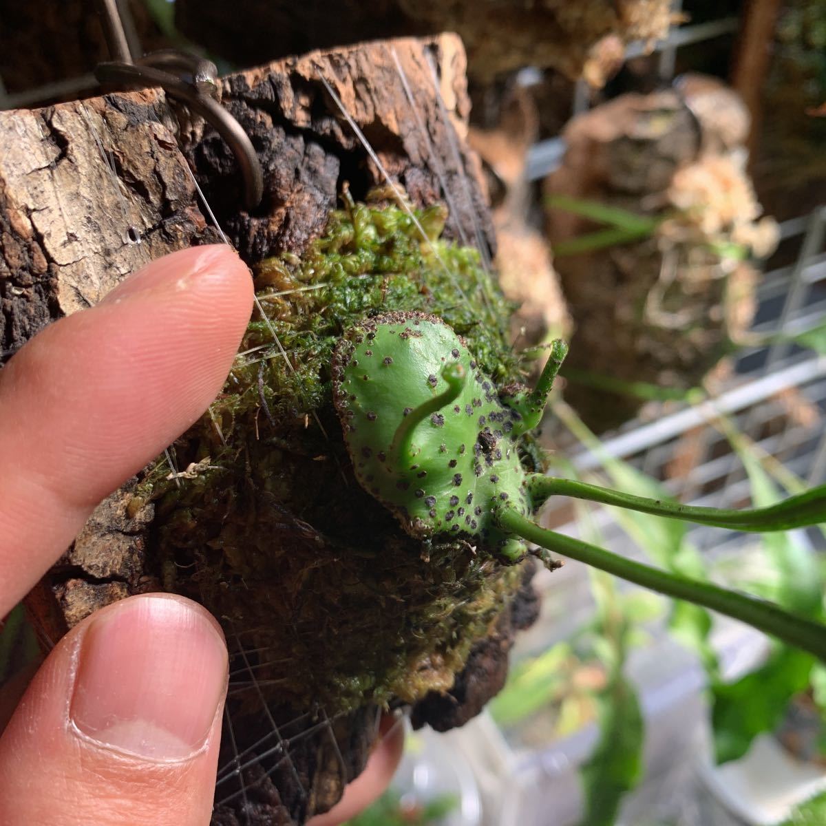 Lecanopteris Mirabilis レカノプテリス ミラビリス 板付 アリ植物 観葉植物 売買されたオークション情報 Yahooの商品情報をアーカイブ公開 オークファン Aucfan Com