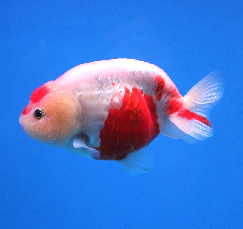 42 桜錦 １３ｃｍ位 Esupport Vn