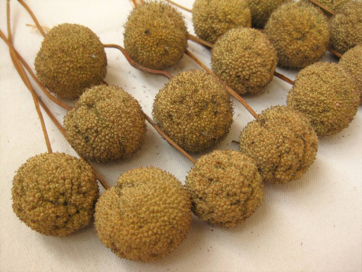 ドライフラワー木の実 スズカケの実 すずかけ プラタナス 16個 丸い実 リース スワッグ ガーランド オーナメント かわいい 一般 売買されたオークション情報 Yahooの商品情報をアーカイブ公開 オークファン Aucfan Com