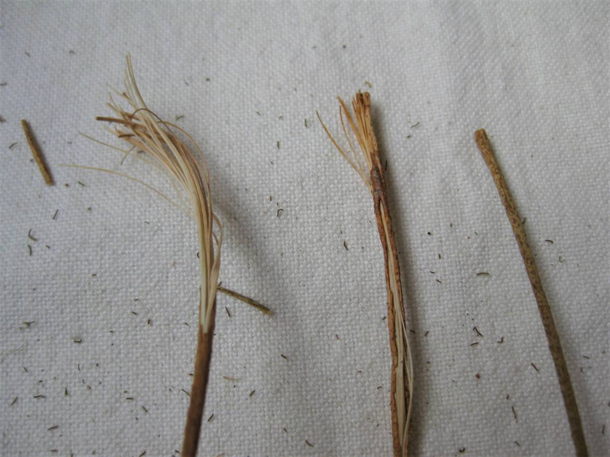 ドライフラワー木の実 スズカケの実 すずかけ プラタナス 16個 丸い実 リース スワッグ ガーランド オーナメント かわいい 一般 売買されたオークション情報 Yahooの商品情報をアーカイブ公開 オークファン Aucfan Com