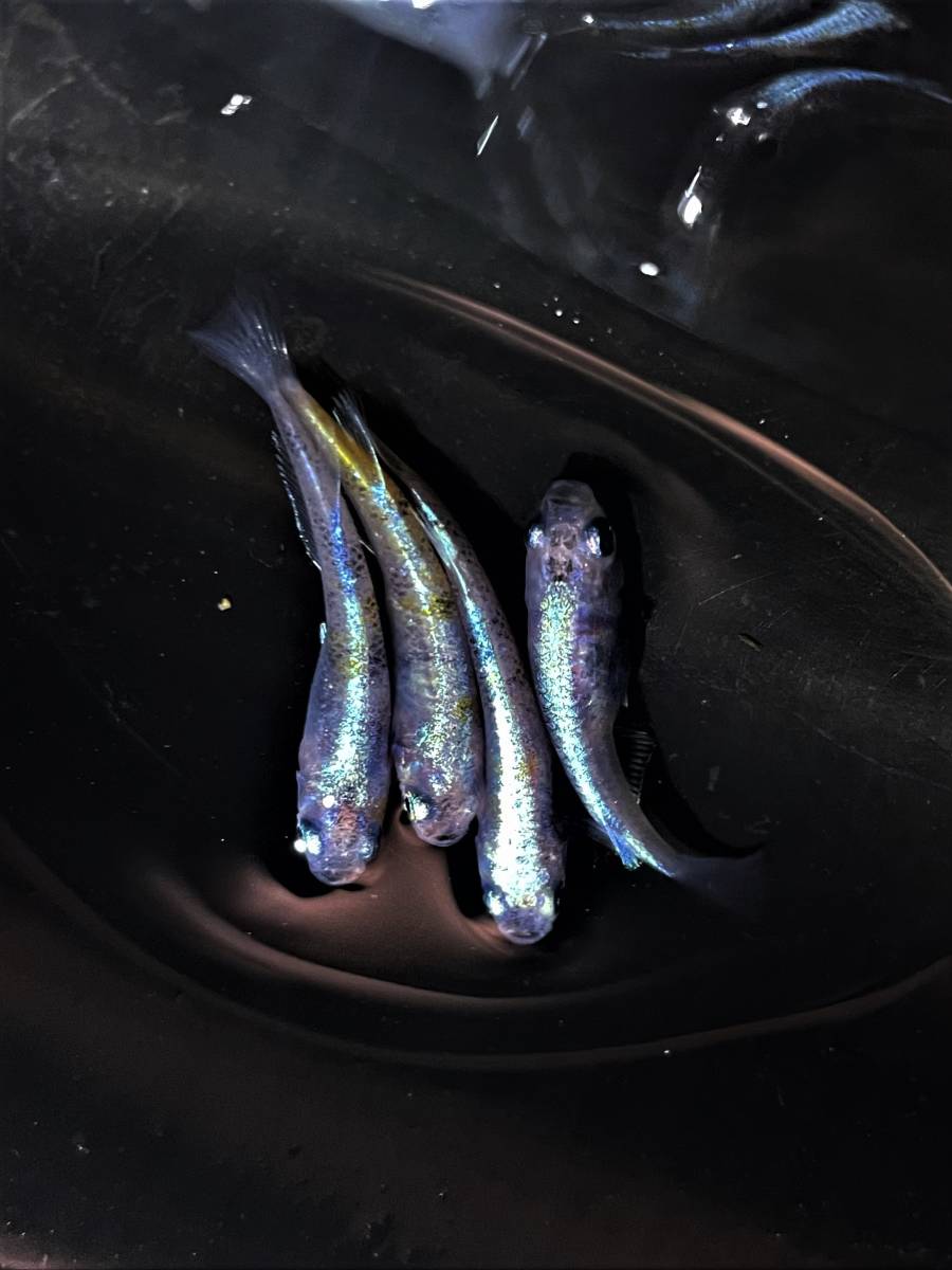 ほのめだか 花魁 青め オス1メス2 めだか 売買されたオークション情報 Yahooの商品情報をアーカイブ公開 オークファン Aucfan Com