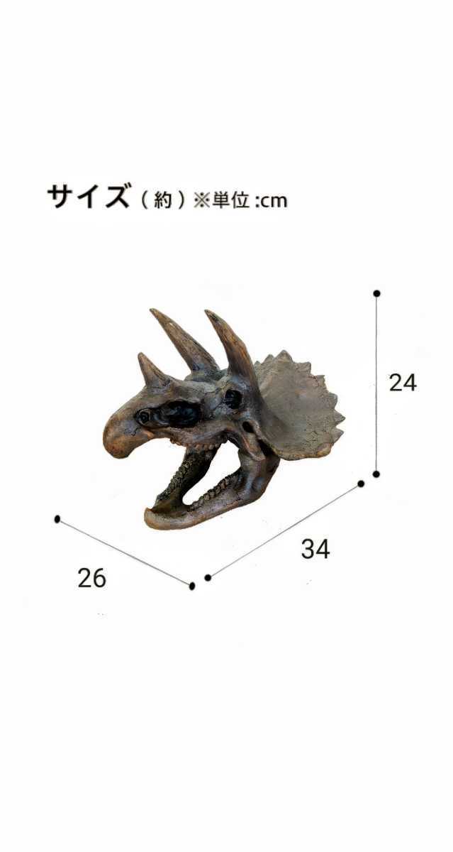 DinoWorld ／ ディノワールド】 恐竜 トリケラトプス 頭骨 化石