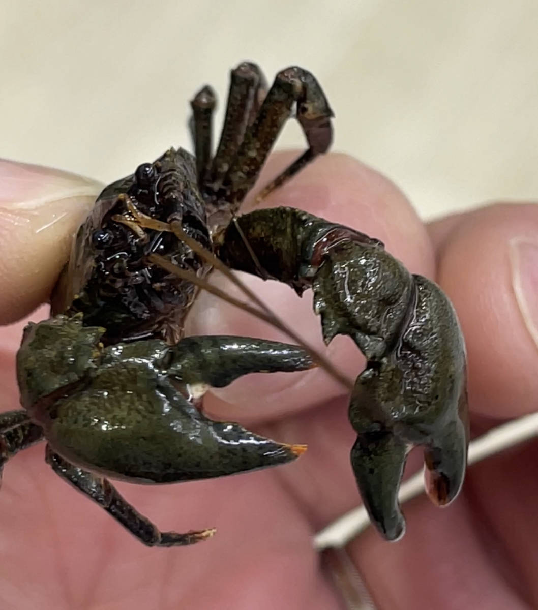 特大 南米 淡水 コシオリエビ 終生純淡水飼育可 甲殻類 淡水魚 鑑賞魚 ヤドカリ 仲間 カニ エビ 海老 蟹 冷凍赤虫 甲殻類 売買されたオークション情報 Yahooの商品情報をアーカイブ公開 オークファン Aucfan Com