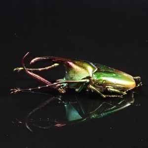 昆虫用品 ガテマラ産 ツノハナムグリ 37mm