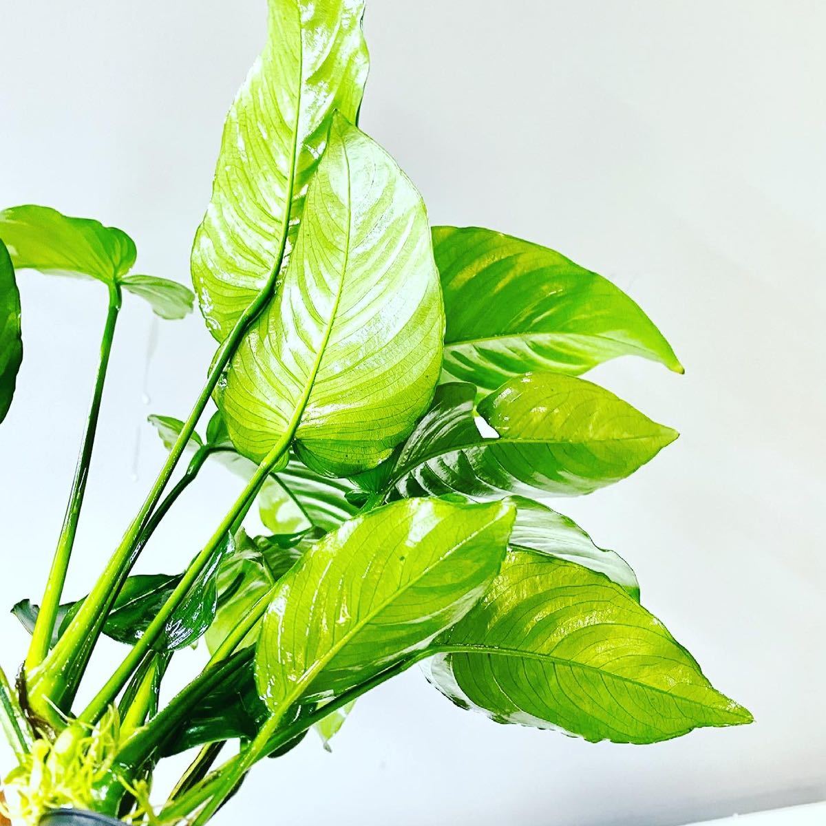 42 割引品質満点 アヌビアス ミニマ大株 アヌビアスさかな屋 パルダリウム Ada バルテリー 魚用品 水草 その他 Chegoulog Com Br