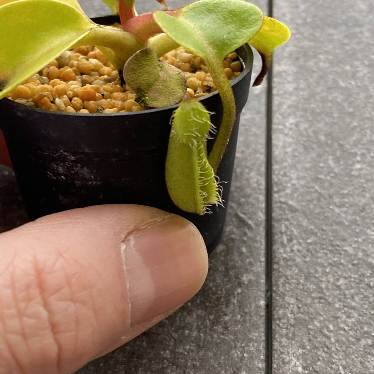 Nepenthes x robcantleyi ウツボカズラ 食虫植物 villosa Exotic | 0 