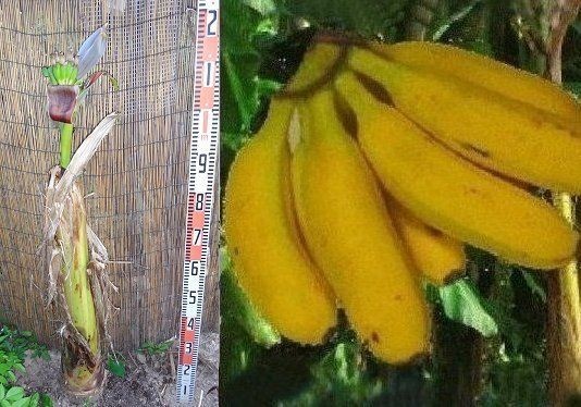S様用　九州バナナ超特大　耐寒性フルーツバナナ苗 九州バナナ 【 特選耐寒バナナ 】国産バナナを自宅で栽培！ 特選耐寒