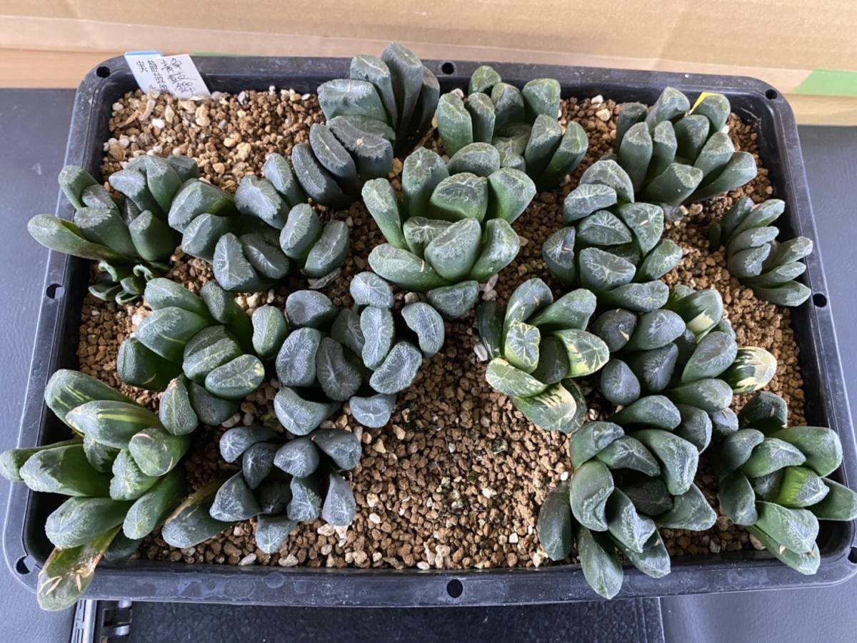 95e 多肉植物 ハオルチア 実生コレクタ錦糊斑 自家繁殖 鉢植え発送 95e
