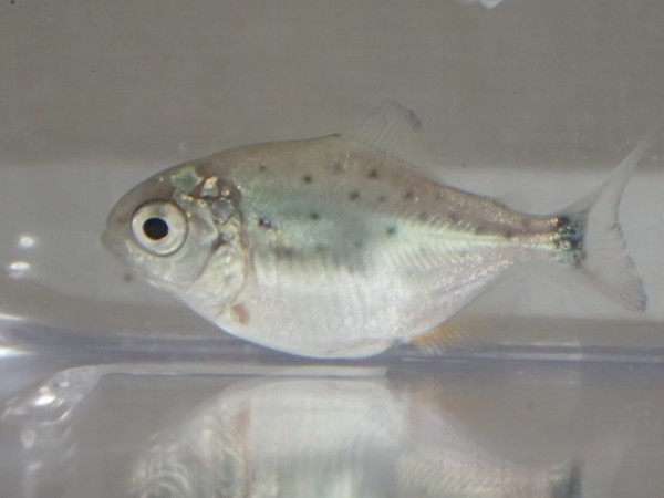 3匹 ピラニア ナッテリー 2から4CM SMサイズ 淡水 熱帯魚 生体 肉食 