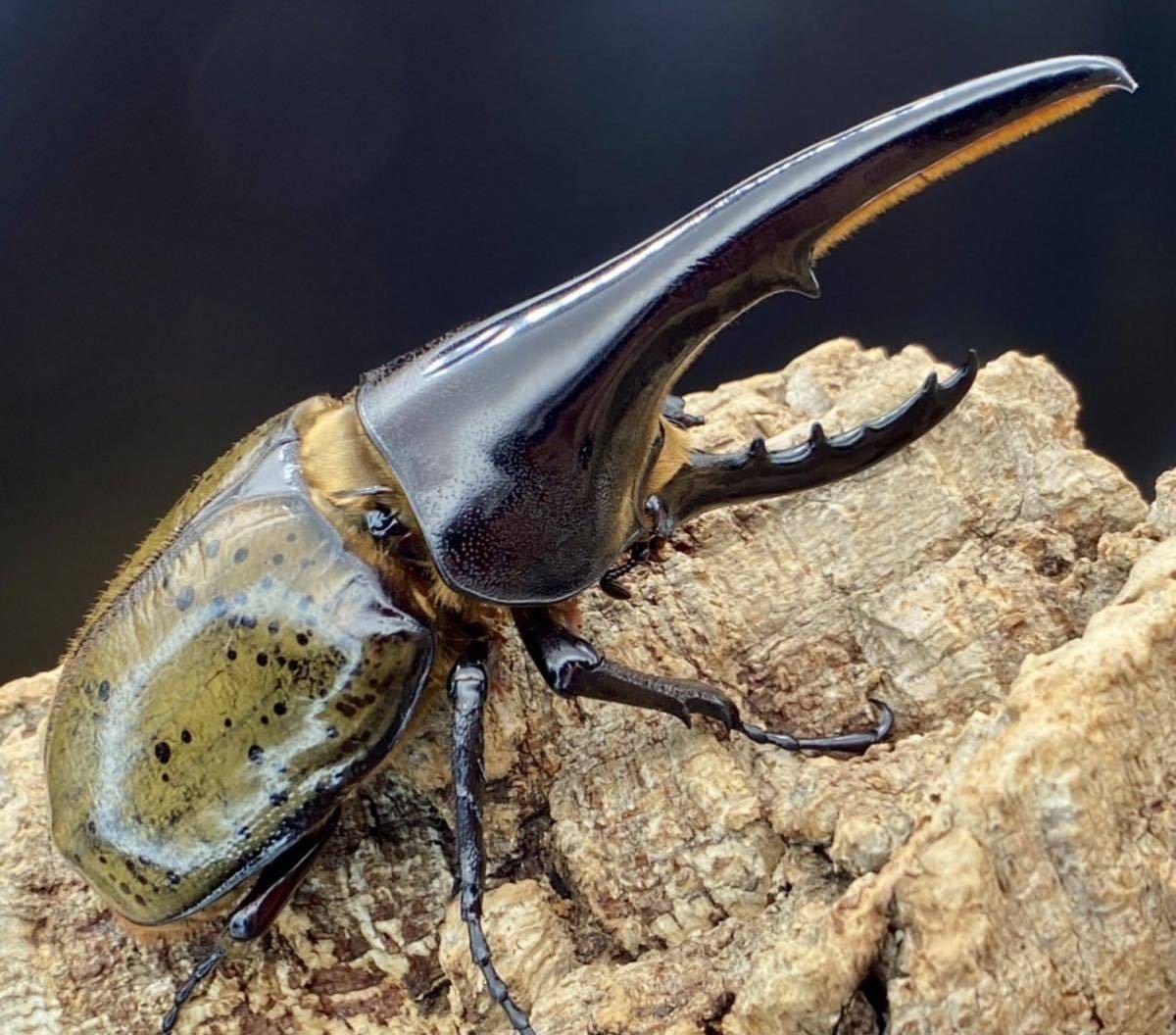 魅力の 昆虫 ヘラクレスオオカブト 幼虫 初令 2令 5匹 ヘラクレス カブトムシ Shipsctc Org