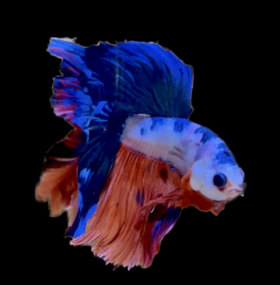 75キャンディマーブルドラゴンハーフムーン 極楽ファーム ベタ Betta 極美個体 New タイ直輸入 熱帯魚 あ ベタ 売買されたオークション情報 Yahooの商品情報をアーカイブ公開 オークファン Aucfan Com 75キャンディマーブルドラゴンハーフムーン 極楽ファーム ベタ Betta 極美個体 New タイ直輸入 熱帯魚 あ ベタ 売買されたオークション情報 Yahooの商品情報をアーカイブ公開 オークファン Aucfan Com
