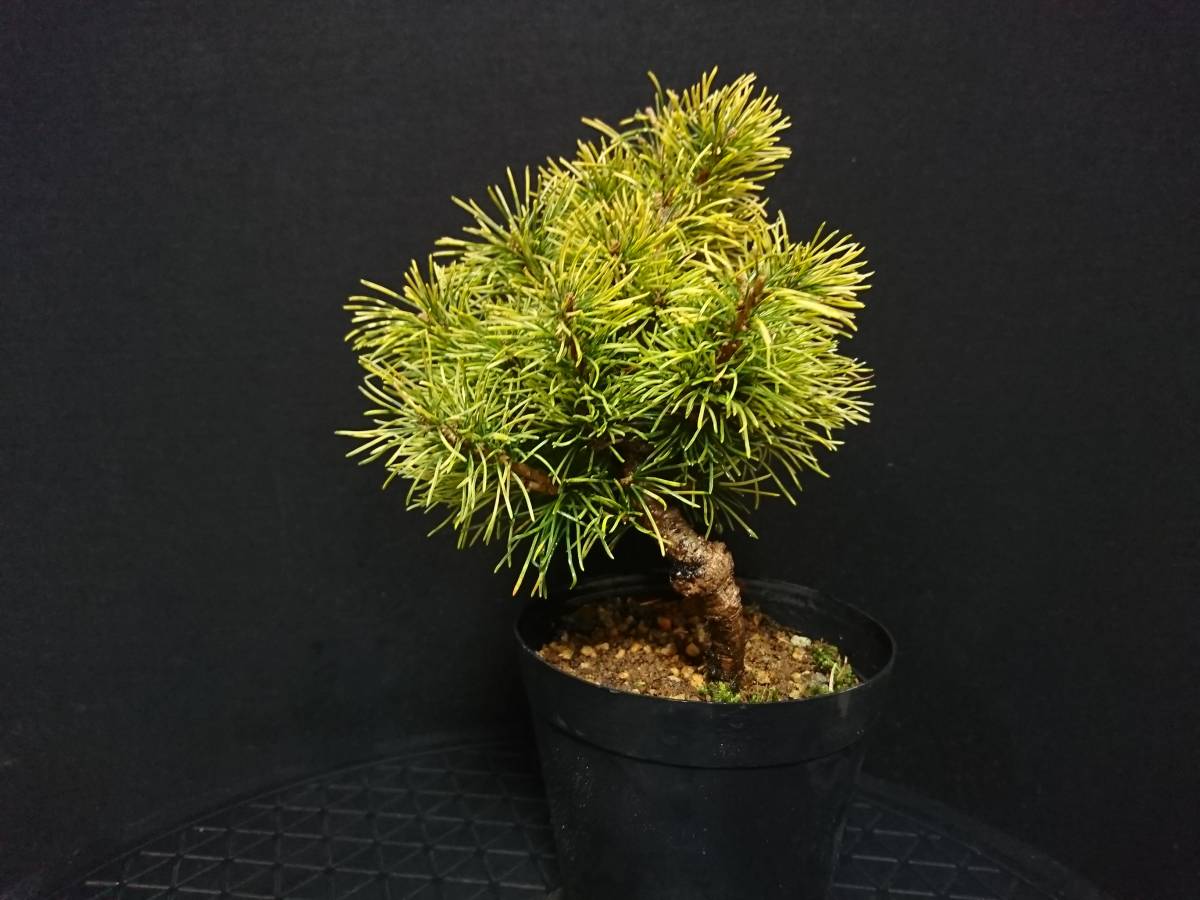盆栽 : 斑入り 斑入り五葉松（花火）現品（2268 斑入り五葉松 フイリ