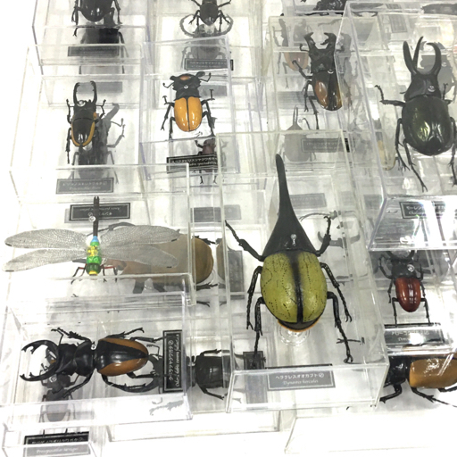 シラフオオツノハナムグリ♂92mm⁄♀63mm(ペア標本・コンゴ産) - メルカリ