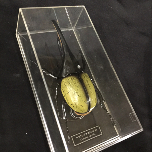 シラフオオツノハナムグリ♂92mm⁄♀63mm(ペア標本・コンゴ産) - メルカリ