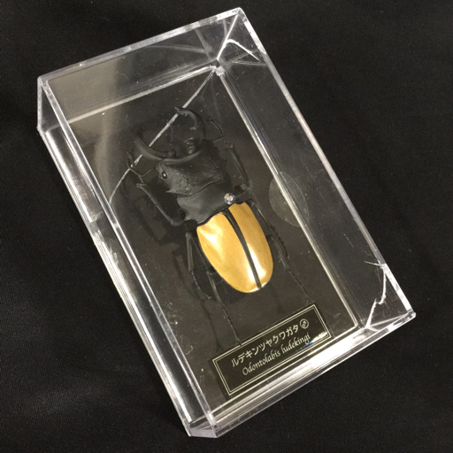 シラフオオツノハナムグリ♂92mm⁄♀63mm(ペア標本・コンゴ産) - メルカリ