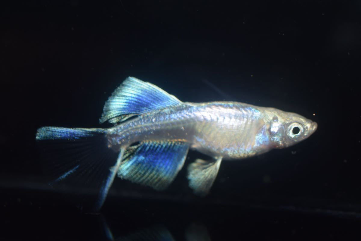 卵増量しました プラチナブルージェイリアルロングフィン 有精卵15個 A 夢中メダカ様より購入 めだか メダカ 極上 めだか 売買されたオークション情報 Yahooの商品情報をアーカイブ公開 オークファン Aucfan Com