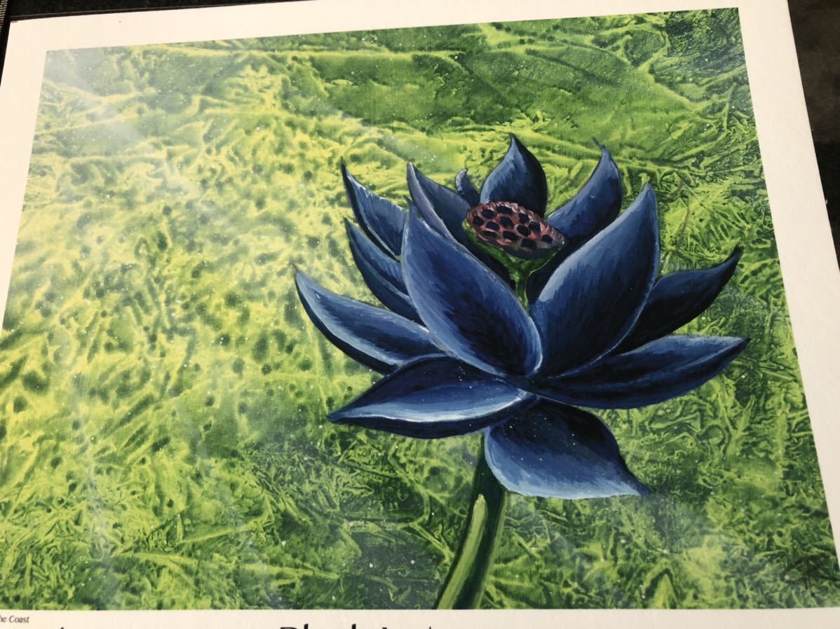 【希少】ブラックロータス　アートプリント　 Black Lotus MTG MTG Black Lotus ブラックロータス アートプリント(シングルカード