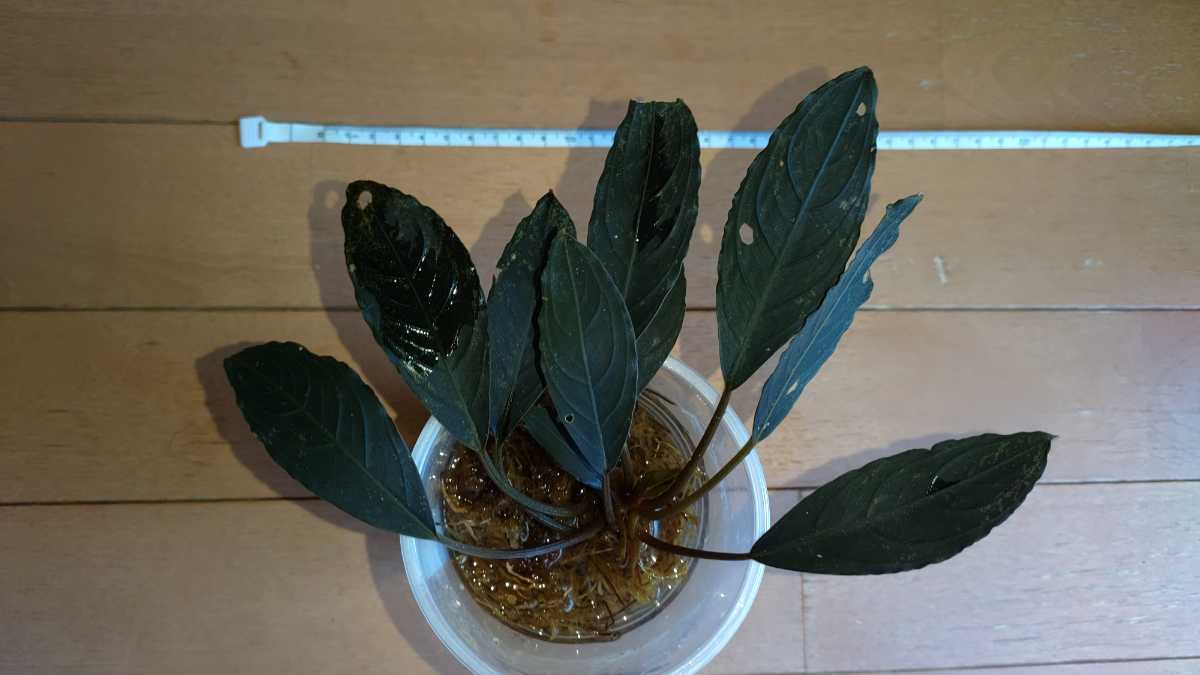 ブセファランドラ sp. スケルトンキング Bucephalandra sp. Skeleton