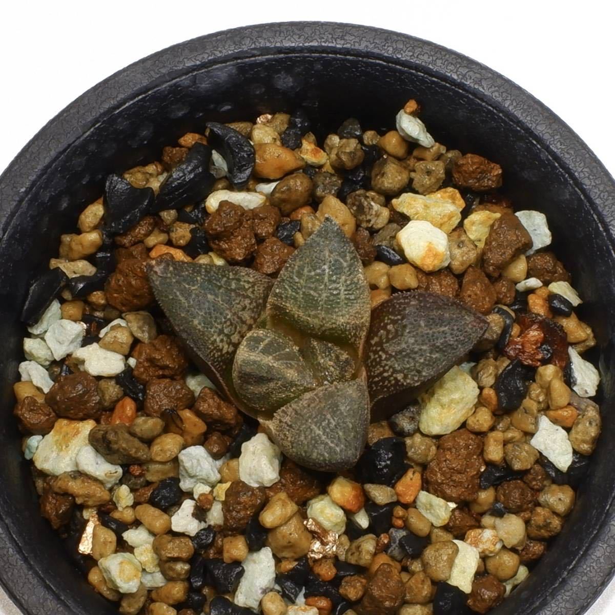 BP』ハオルチア マルキシー H.marxii GM623 Drielingskloof SE of