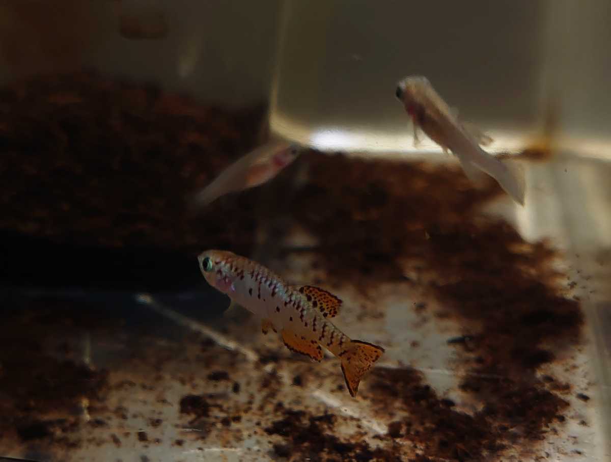 卵生メダカ　Fundulosoma thierry休眠卵30個
