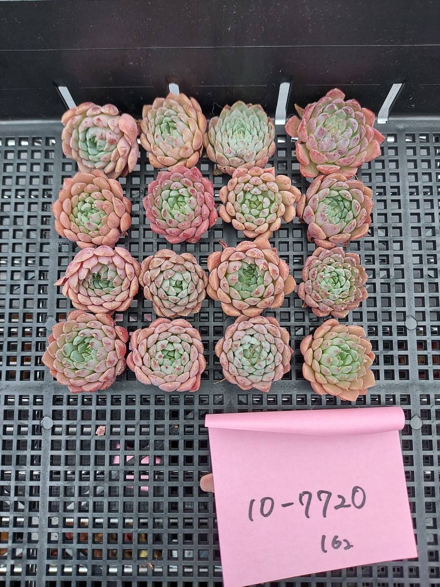 多肉植物 韓国 エケベリア 10-7720ブルーエルフ16個