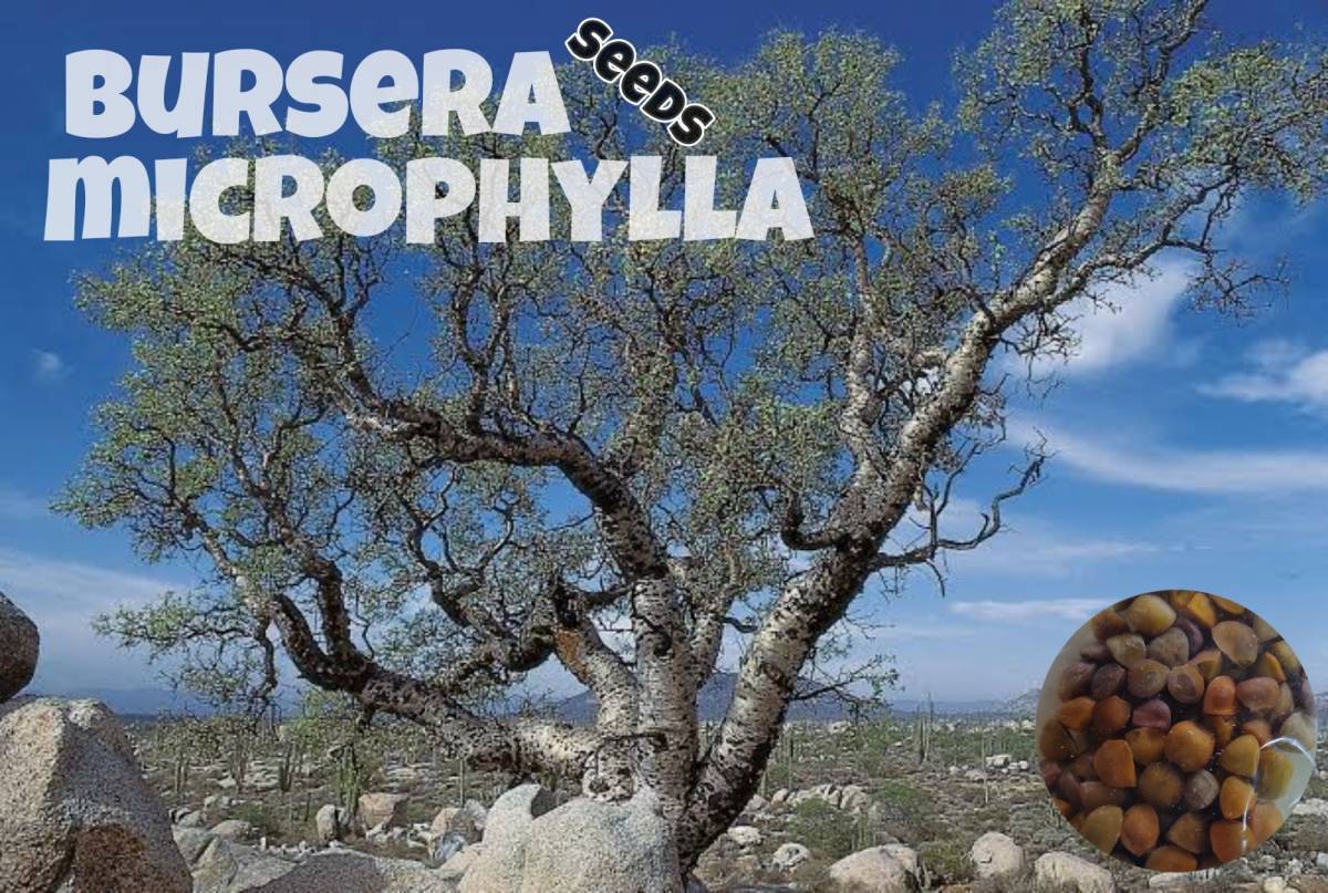 ブルセラミクロフィラ 種子5粒 bursera microphylla 観葉植物 塊根 