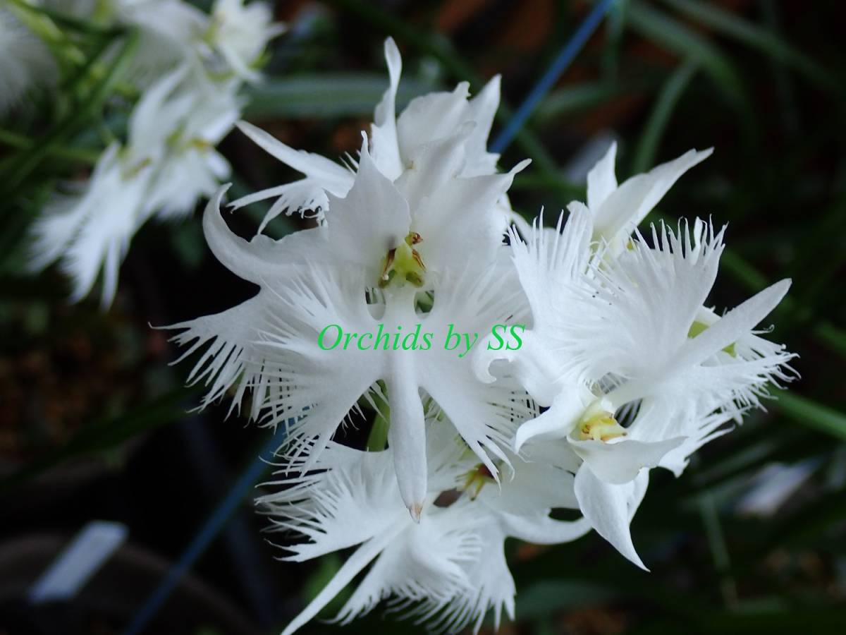 Ss サギソウ 般若 サギ草 野生蘭 山野草 ラン 売買されたオークション情報 Yahooの商品情報をアーカイブ公開 オークファン Aucfan Com