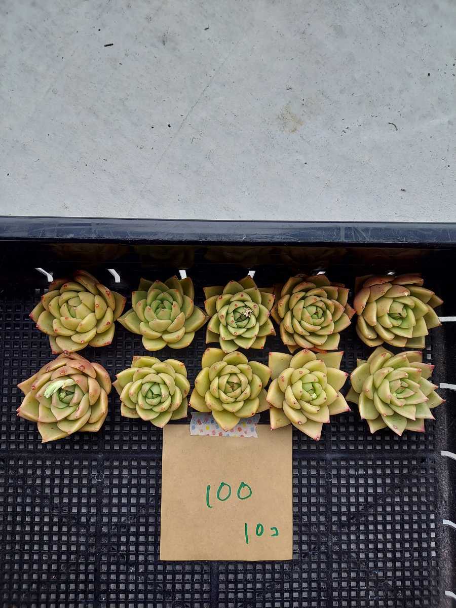 韓国多肉植物 韓国苗 エケベリア Echeveria 117-100　White Jade(ホワイトジェイド/白翡翠)10個(岡山在庫)(1/25発送)