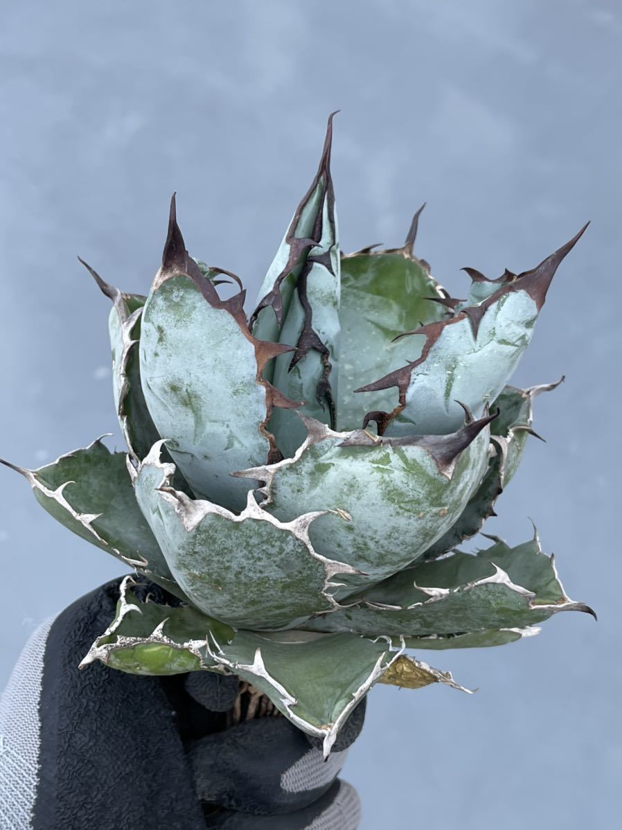 多肉植物アガベ チタノタ ブラックアンドブルー大株A 写真株出発送です