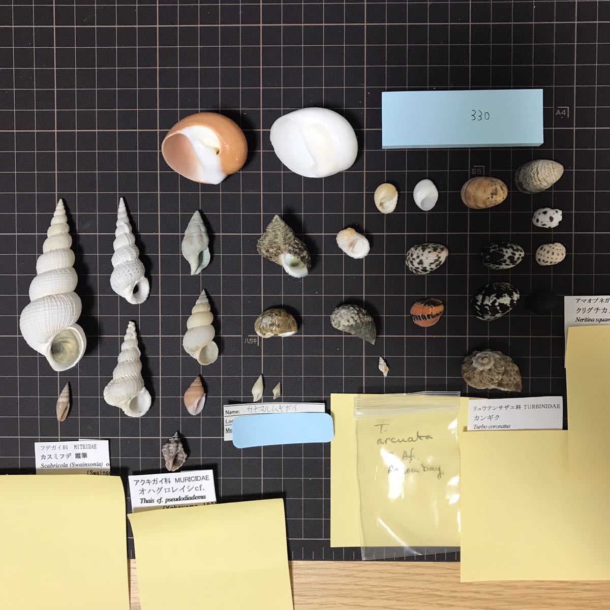 貝殻，標本，大きなホラガイ 科学、自然 アンティーク、コレクション