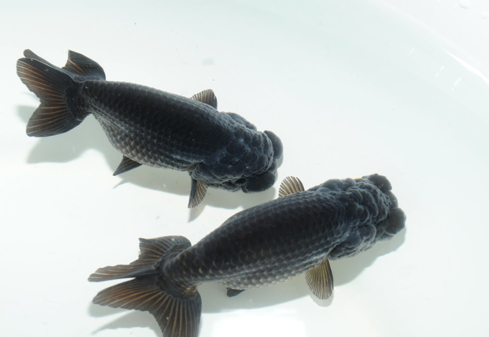 多古金魚 協会系黒らんちゅう 明け二歳 上物2匹セット ペア 動画あり らんちゅう 売買されたオークション情報 Yahooの商品情報をアーカイブ公開 オークファン Aucfan Com 多古金魚 協会系黒らんちゅう 明け二歳 上物2匹セット ペア 動画あり らんちゅう 売買されたオークション情報 Yahooの商品情報をアーカイブ公開 オークファン Aucfan Com