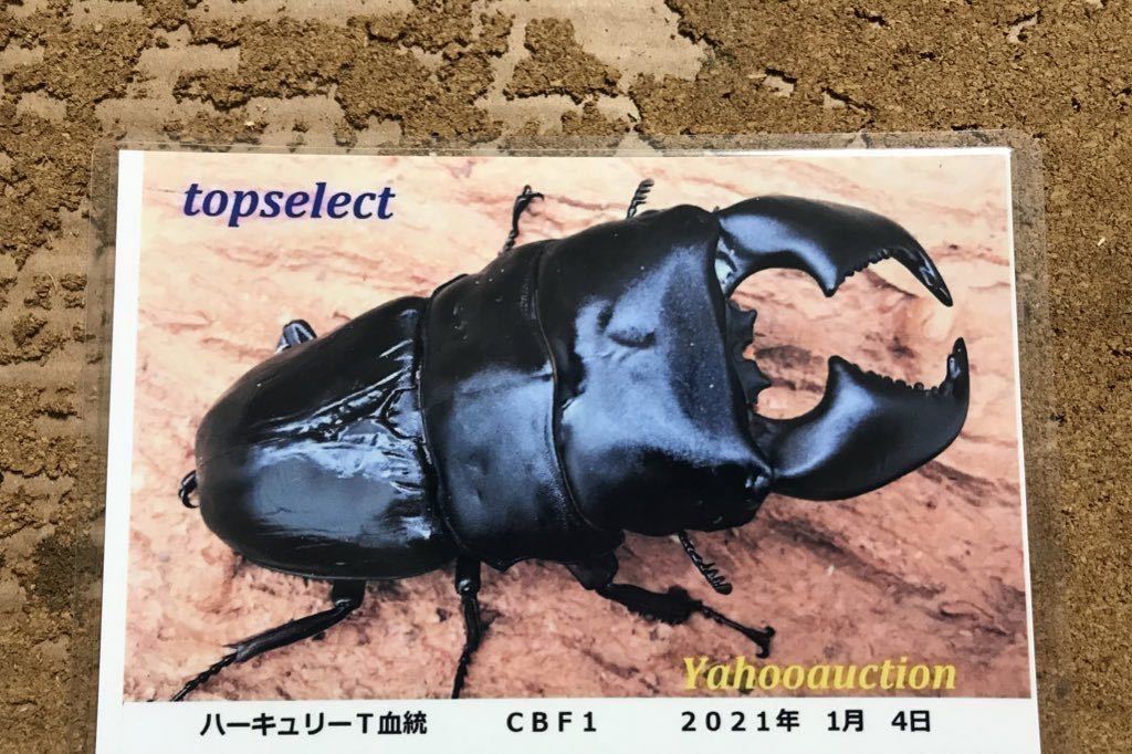 新作入荷，大得価 ハーキュリーT スマトラオオヒラタ ♀2頭 41㎜ 48㎜ S.ASCOD&times;センチュリオンR(外国産)｜売買されたオークション情報、yahooの商品情報をアーカイブ公開 - オークファン 外国産