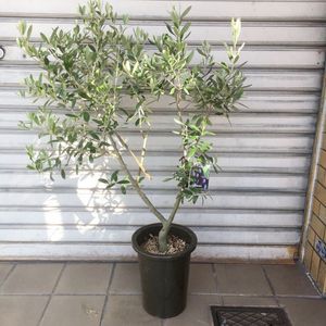 在庫処分セール オリーブの木 Oli Me オリーミー ネバディロブランコ シプレッシーノ 6号 1 安いそれに目立つ Www Workathomebuildings Com