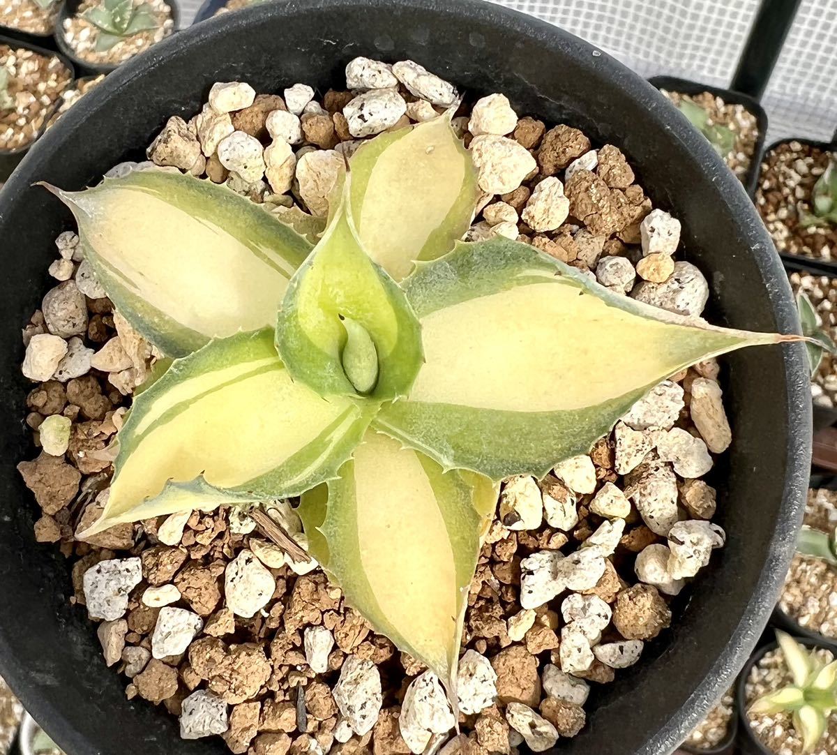 アガベ 多肉植物 ラムランナー 自家育成極上斑美株