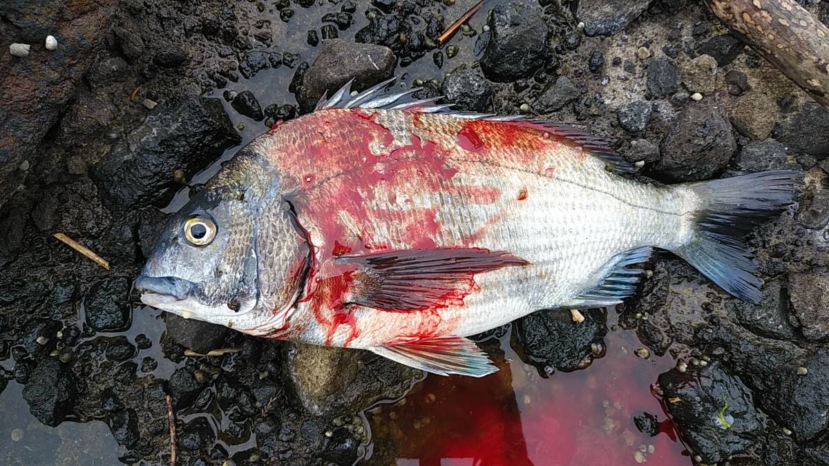 魚締めハサミ ２本セット 魚さばき 血抜き 締め具 磯釣り アジング 渓流 ステンレス製 ジギング シーバス ショアジギング ダイワ 売買されたオークション情報 Yahooの商品情報をアーカイブ公開 オークファン Aucfan Com