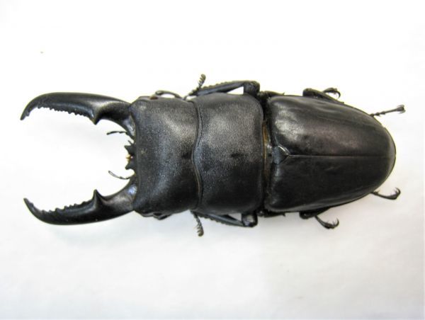 チュウゴクヒラタクワガタ 標本 | ヤマダウェブコム