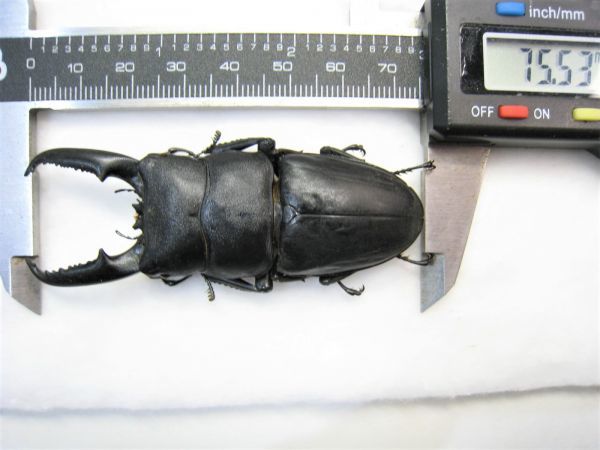 チュウゴクヒラタクワガタ 標本 標本 大型 チュウゴクヒラタクワガタ ssp platymelus：貴州省西部Bijie