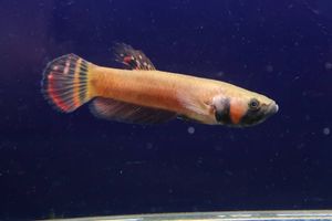 22新商品 エビオドリ ワイルドベタ マクロストマ オスメスペア マウディ産 死着保証有り ベタ Aliuminium Lt