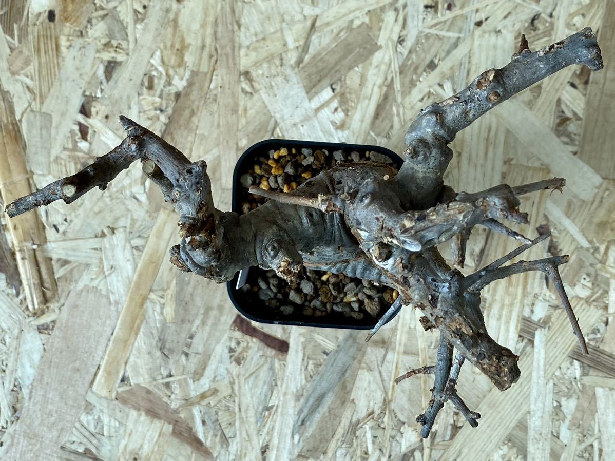 発根管理中】No.BK36 Boswellia neglecta ボスウェリア ネグレクタ