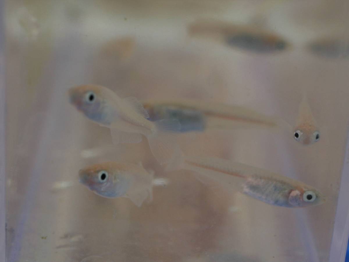 花めだか 現物 白目前メダカ オス1メス3 だるま 半だるま 若魚 ぽにょ 赤ほっぺ ポニョ メダカ めだか 赤頬 紅ほっぺ Oxybul Ma