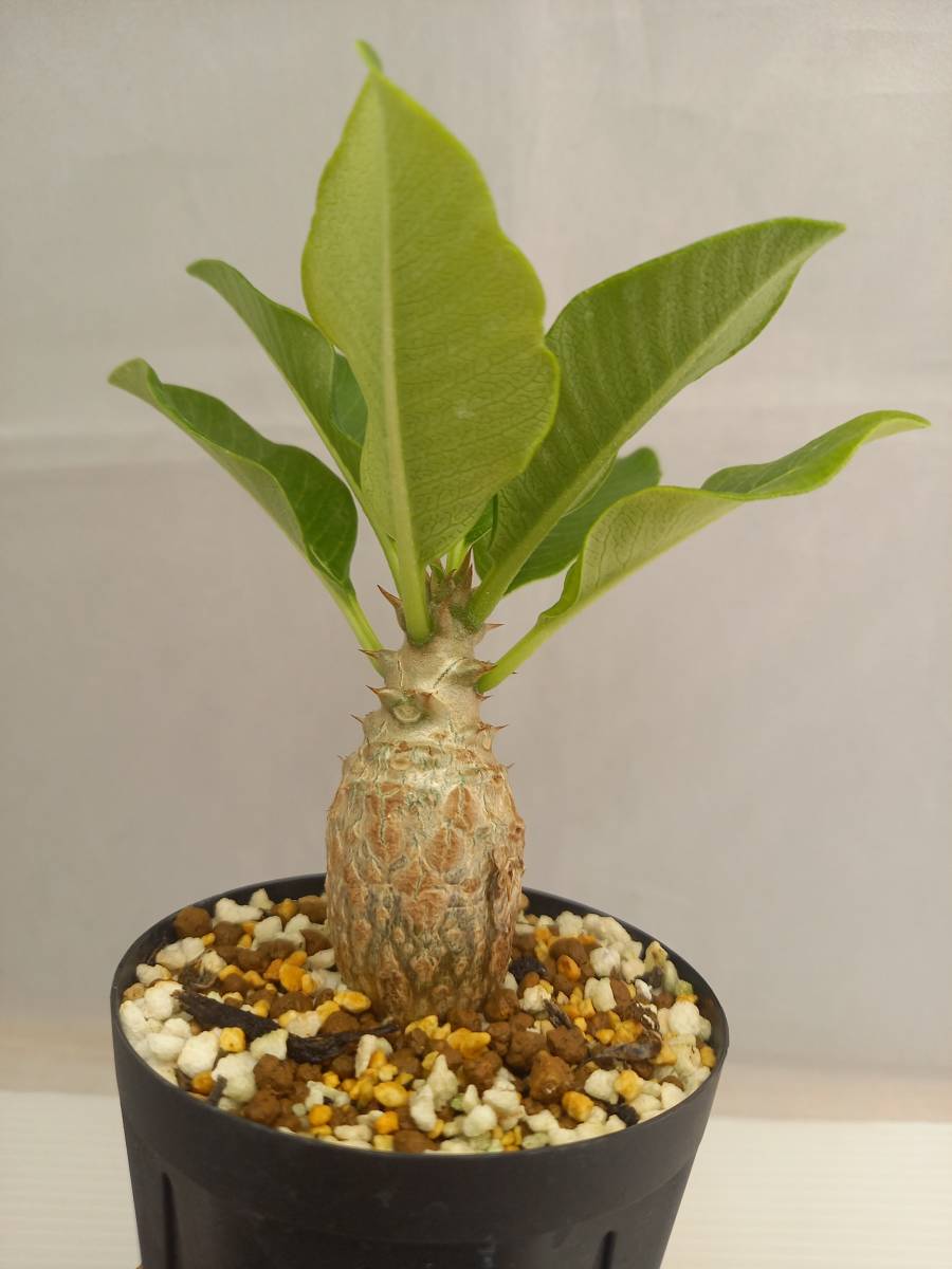 パキポディウム ウィンゾリー 国内実生苗 園芸ネット本店｜[ザ