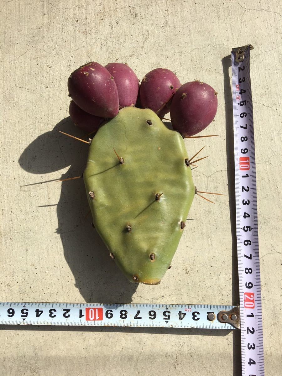 ウチワサボテン カット苗 実5個つき 検 多肉植物 さぼてん サボテン 百年草 サボテン 売買されたオークション情報 Yahooの商品情報をアーカイブ公開 オークファン Aucfan Com