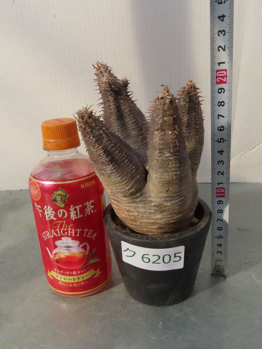 ク6205 「現地株」パキポディウム　カクチペス　植え【マダガスカル・未発根・Pachypodium rosulatum var. cactipes・塊根植物・】
