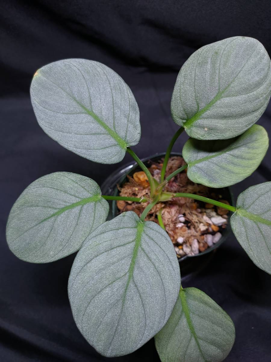 ◇Homalomena sp. 銀鮫 Aceh sumatera LA0616-04 ホマロメナ