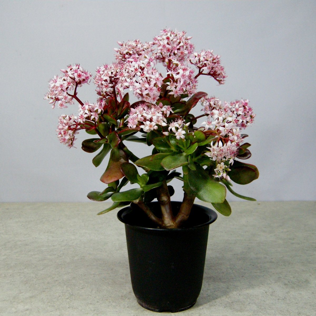 一起園芸 検索を 金のなる木 桜花月 鉢物02 の多肉植物 サボテン 売買されたオークション情報 Yahooの商品情報をアーカイブ公開 オークファン Aucfan Com