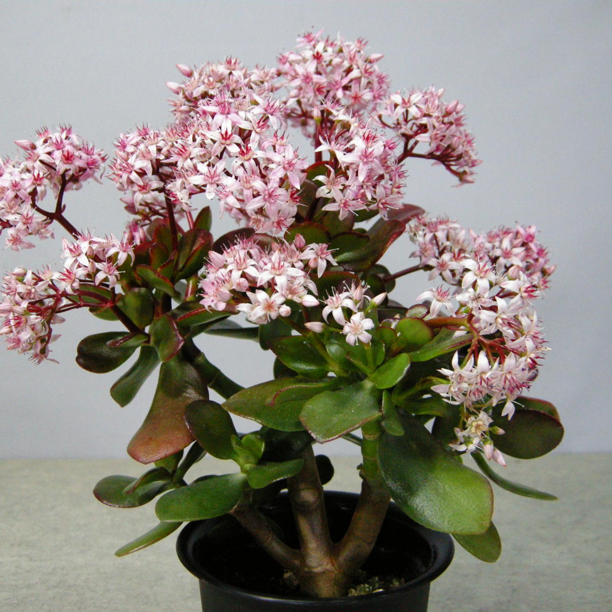 一起園芸 検索を 金のなる木 桜花月 鉢物02 の多肉植物 サボテン 売買されたオークション情報 Yahooの商品情報をアーカイブ公開 オークファン Aucfan Com