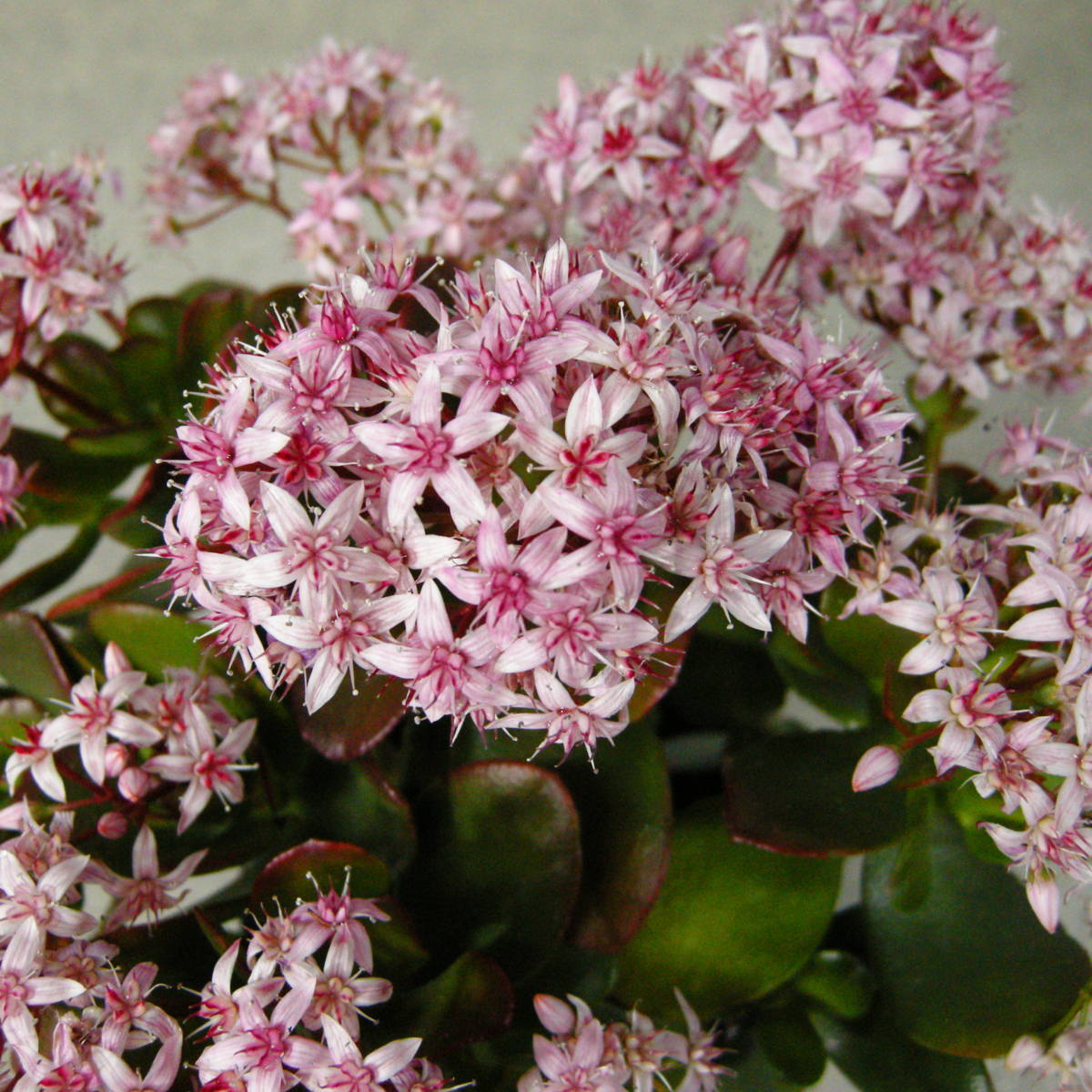 一起園芸 検索を 金のなる木 桜花月 鉢物02 の多肉植物 サボテン 売買されたオークション情報 Yahooの商品情報をアーカイブ公開 オークファン Aucfan Com